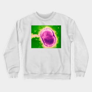 Neisseria meningitidis bacterium (B220/0582) Crewneck Sweatshirt